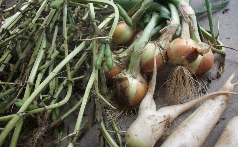 読書『にんたまジャムで作る免疫力スープ』（ブックマン社）村上祥子著