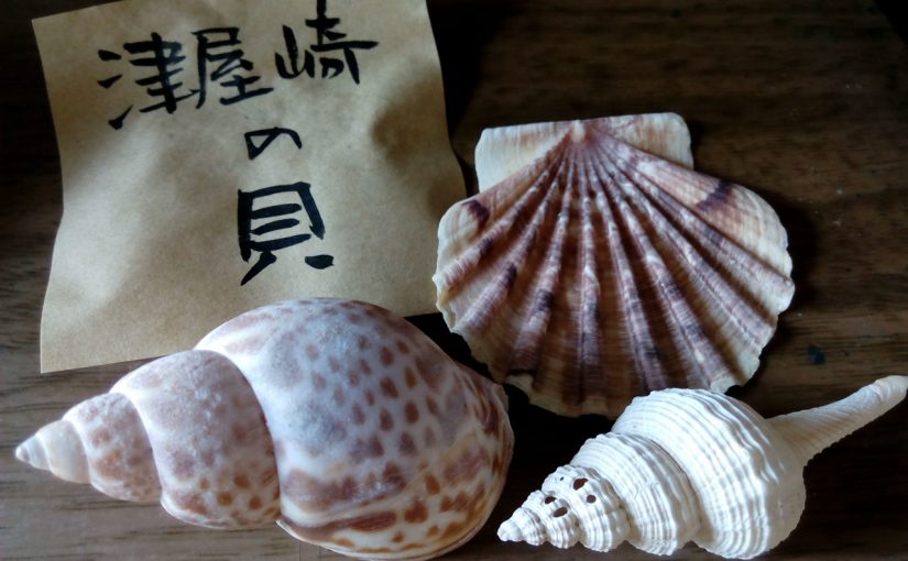 津屋崎の貝