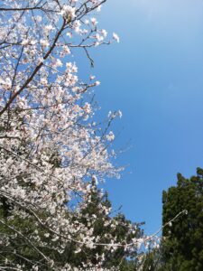 花祭の桜
