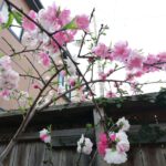卯月、花祭窯ご近所の花景色。