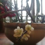 古い片口鉢を花器に、白梅が咲きました。