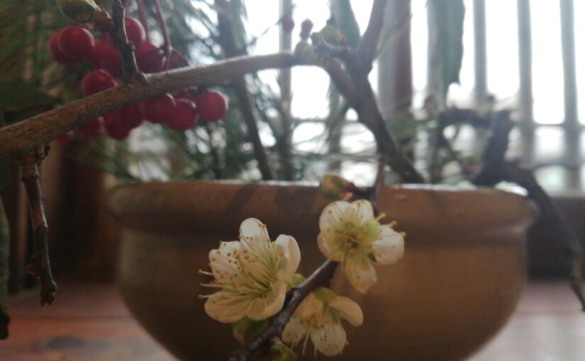 古い片口鉢を花器に、白梅が咲きました。