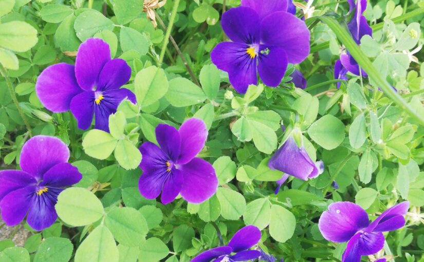 紫～青色の花が増えてくると、初夏だなぁと思う。