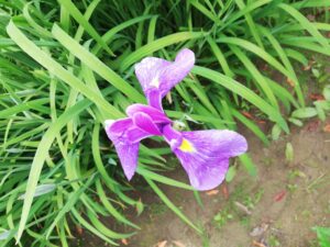 宮地嶽神社で、菖蒲と紫陽花