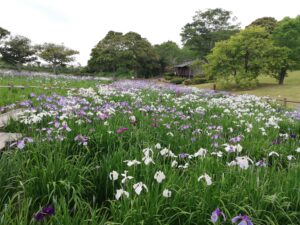 宮地嶽神社で、菖蒲と紫陽花