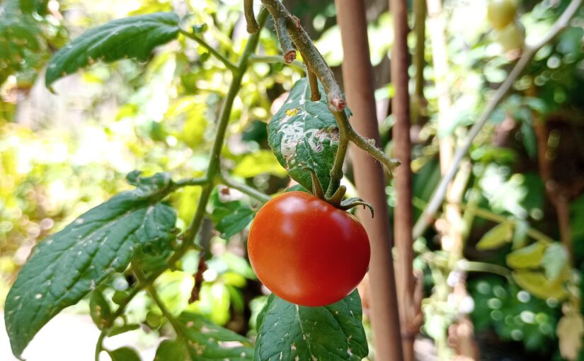 花祭窯の葉月八月の庭―百日紅（サルスベリ）が満開です―