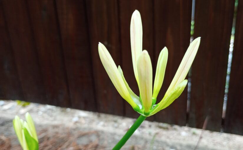 花祭窯の長月9月の庭―いつもより遅かったけれどヒガンバナが咲いてくれました♪