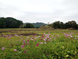 古墳とコスモス