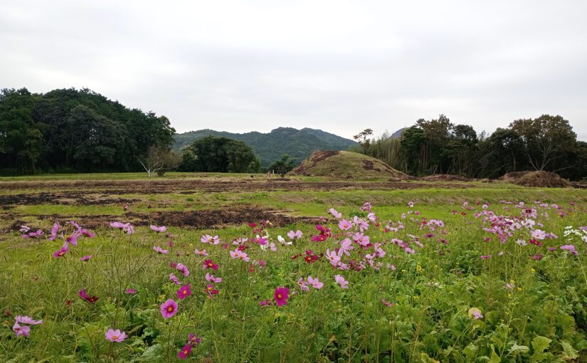 嬉しくてテンションが上がる景色―495号線のコスモス越しの古墳。