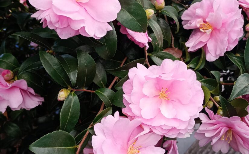 お天気が良かったので、ご近所散歩で花々をパチリ。