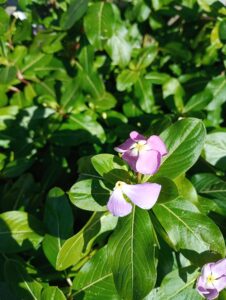 ご近所の花