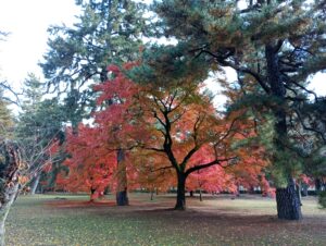 京都御苑の紅葉