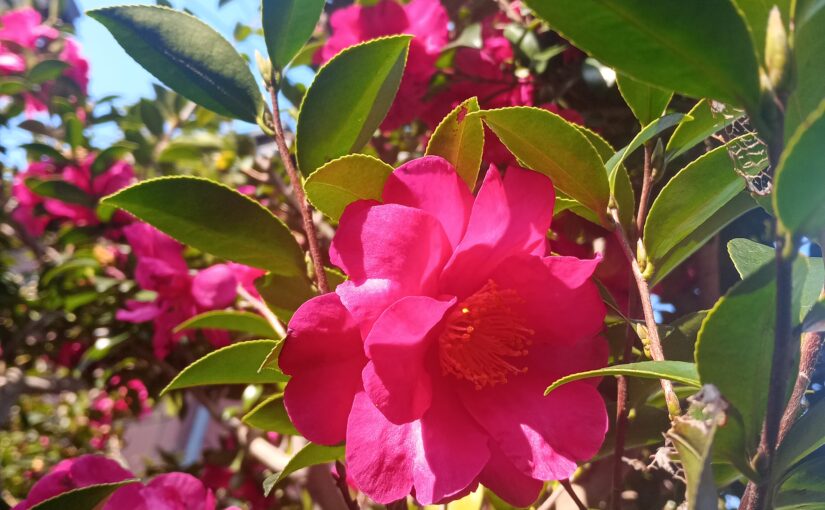 花祭窯の一月 睦月（むつき）の庭。