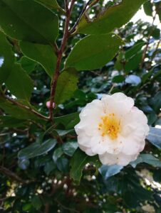 花祭の侘助（ワビスケ）