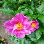何年ぶりかで芍薬（シャクヤク）が咲いてくれました♪
