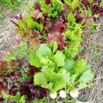 「1年を通して畑の作り方・野菜の作り方をまなぶ」畑レッスン進捗状況その3。