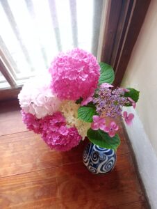 紫陽花