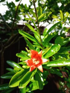 ザクロの花