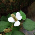 北部九州は梅雨の中休み－花祭窯の六月・水無月（みなづき）の庭