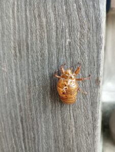 セミの抜け殻