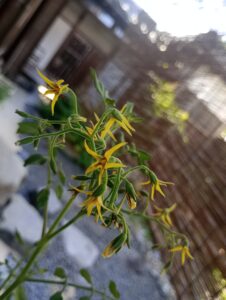トマトの花