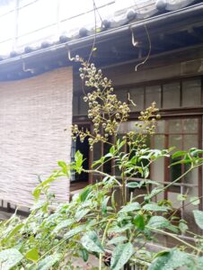 南天の実