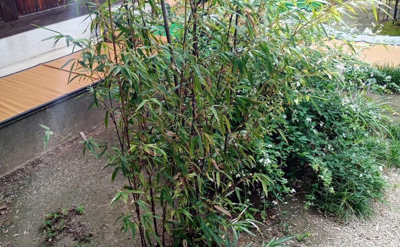 毎年恒例、南方流の秋のお茶行事―香椎宮で献茶式＆報恩寺で野点茶会。