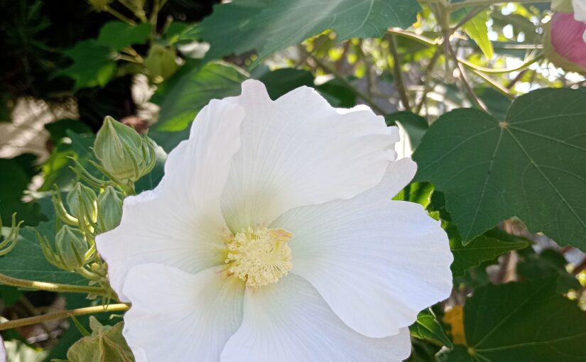 芙蓉（フヨウ）の花を見ると、思い出すギャラリーオーナーさんがいます。
