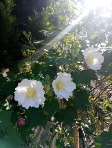 芙蓉の花