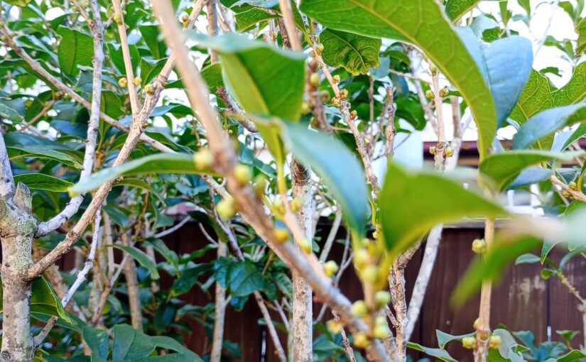 花祭窯の十月(神無月)の庭-金木犀(キンモクセイ)がやっと香ってきました。