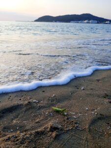 津屋崎浜のカマキリ