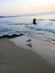 宮地浜のカモメ