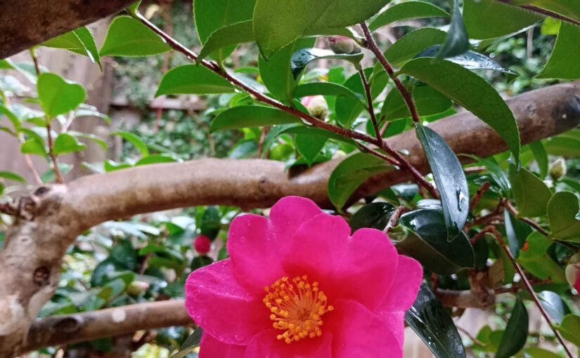 花祭窯の十二月（師走）の露地－いつの間にかサザンカが咲き始めていました。