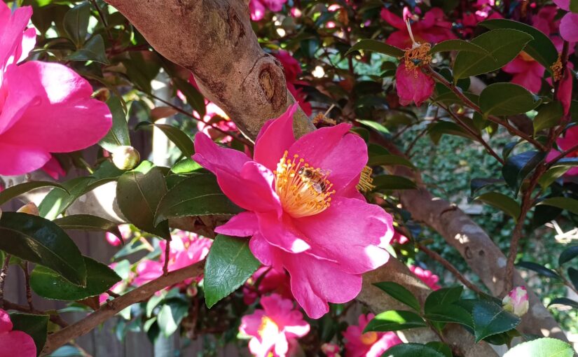早くもサザンカが満開です―花祭窯の睦月（むつき）の庭。
