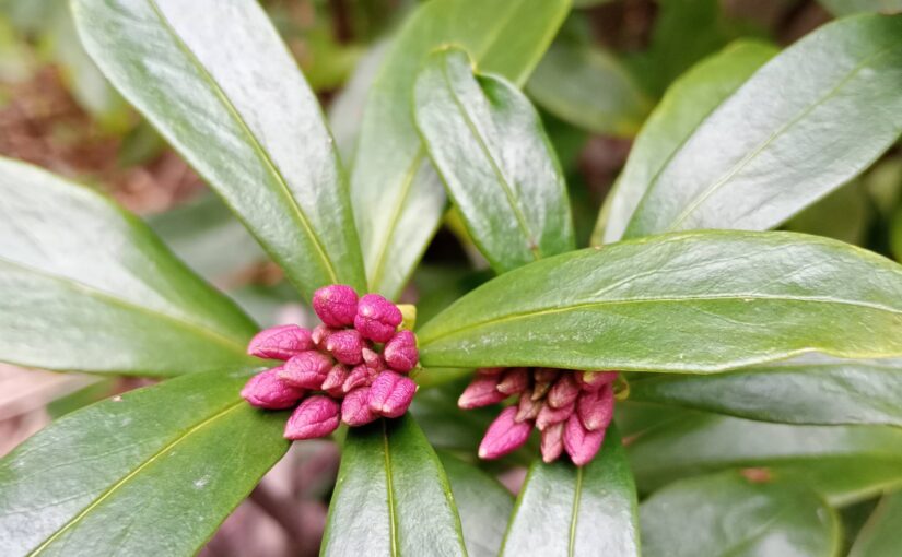 花祭窯の二月・如月（きさらぎ）の庭。