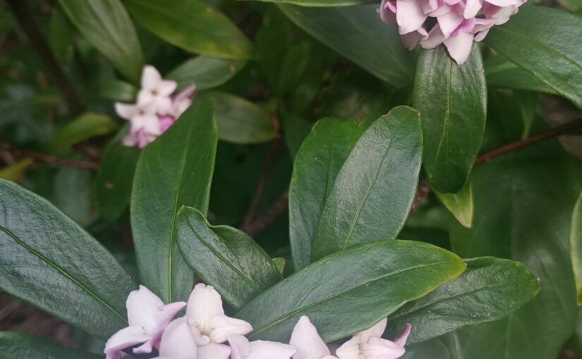花祭窯の三月・弥生（やよい）の庭－待ちかねたジンチョウゲが開花。