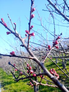 あんずの里　春の景色