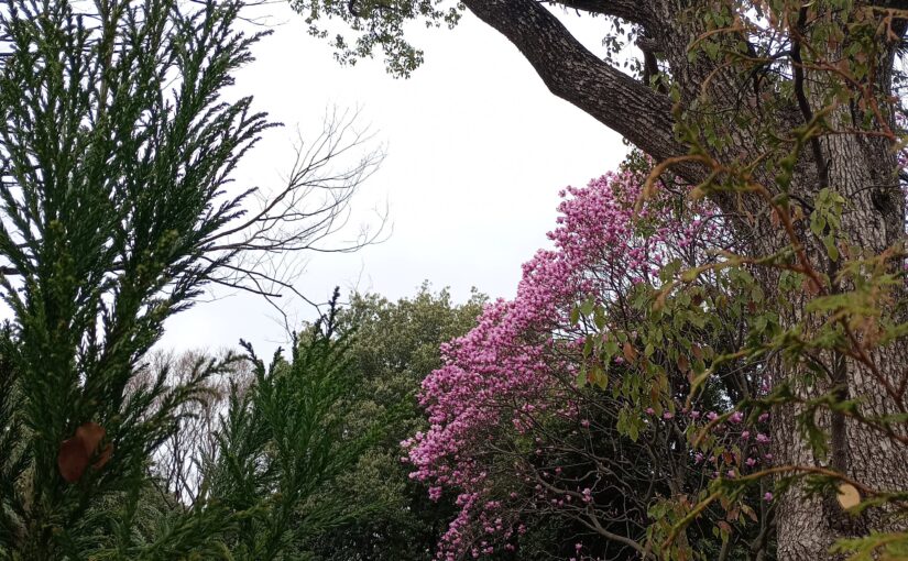 初開催の「FUKUOKA FLOWER SHOW 2026」を見に行ってきました。