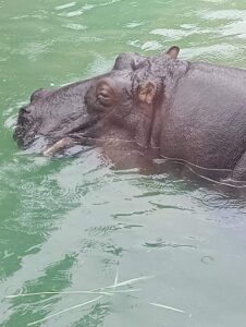 福岡市動物園　カバ