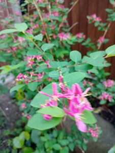 ヒョウタンボク