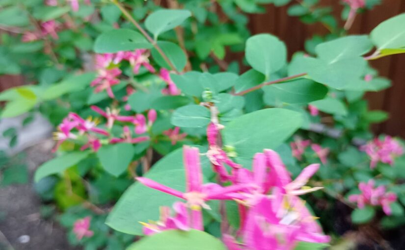 花祭窯の四月・卯月（うづき）の庭－花の季節がやってきました。