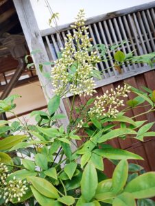 花祭窯の庭　ナンテンの花