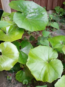 花祭窯の庭　ツワブキ