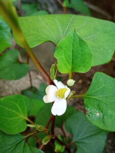 花祭窯の庭　どくだみの花