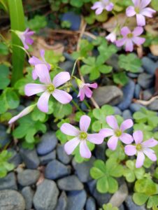 花祭窯の庭　花