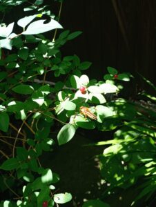 花祭窯の庭