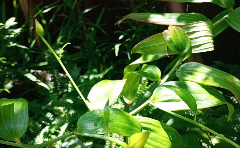 百合の花のつぼみ