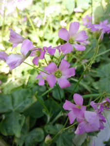 花祭窯の庭