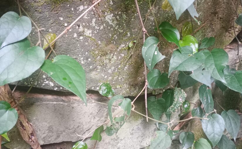 郷育カレッジ講座「鎮守の杜を歩こう」に参加しました。
